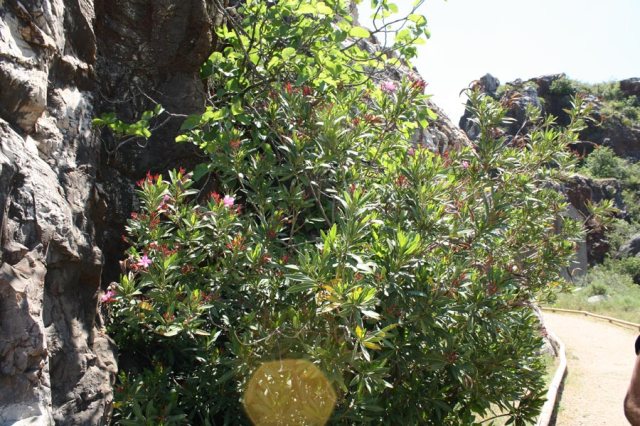 Adelfa (Nerium oleander) en el Monumento Natural Cerro del Hierro