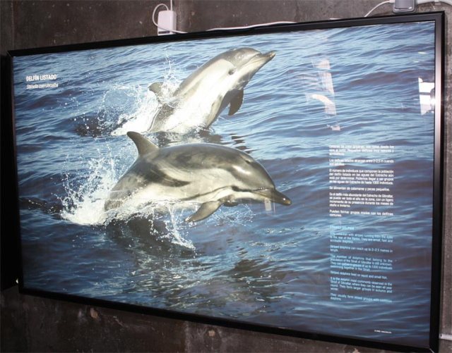Delfín listado (Stenella coeruleoalba) cetáceo residente del Estrecho de Gibraltar