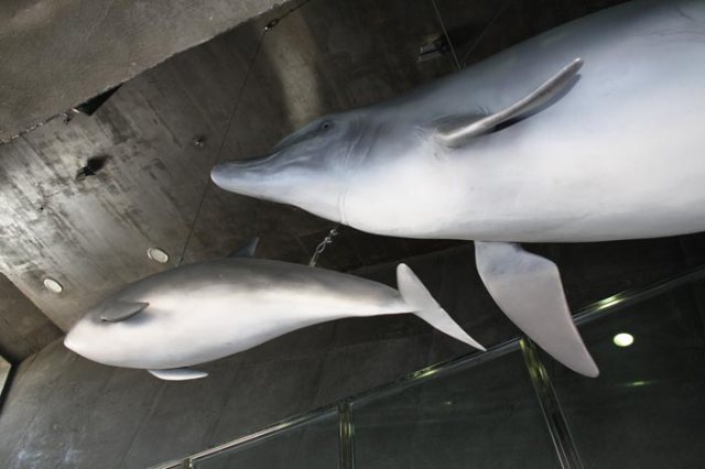 Maquetas o reproducciones de diferentes especies de delfines del CICAM, Tarifa